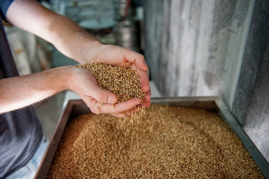 beer, production, barley, brewery, drinks, malt, barley, brewery