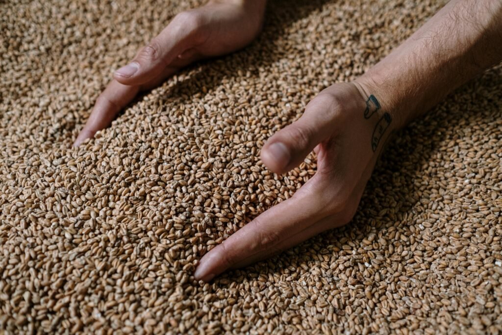 Close-up of hands touching grains for brewing. Ideal for illustrating brewing processes.