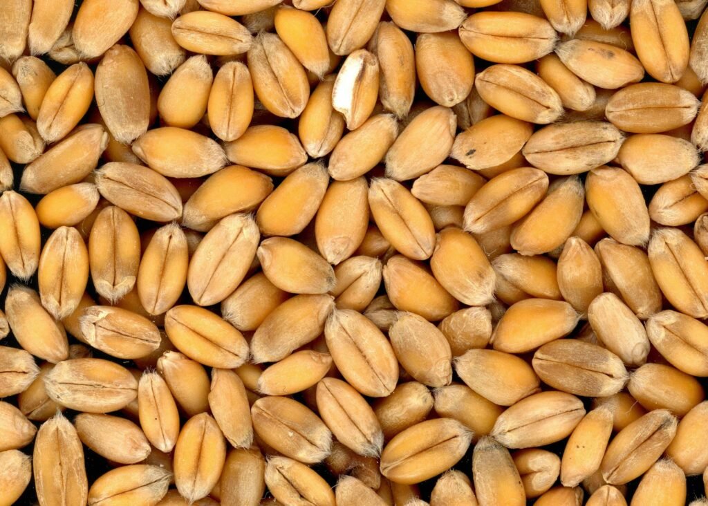 Detailed close-up of wheat grains showcasing texture and color.